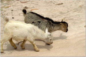 2006-Goats-L